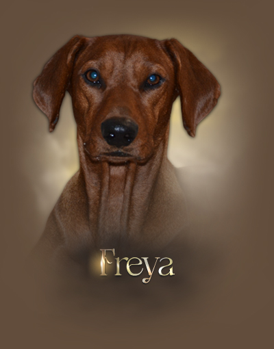 iko freya